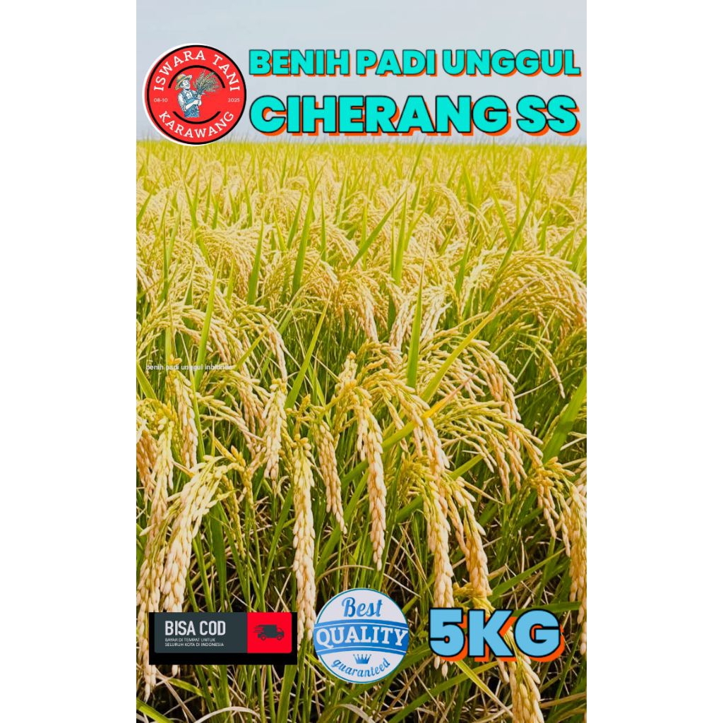 BENIH PADI UNGGUL BERKUALITAS CIHERANG SS KEMASAN 5KG