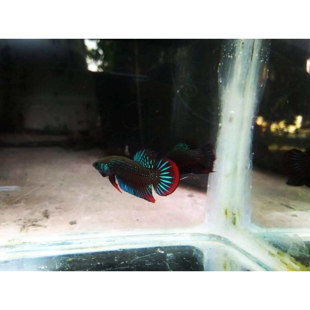 Wild betta imbelis original | imbelis | cupang padi | imbelis tangkapan alam | non grade