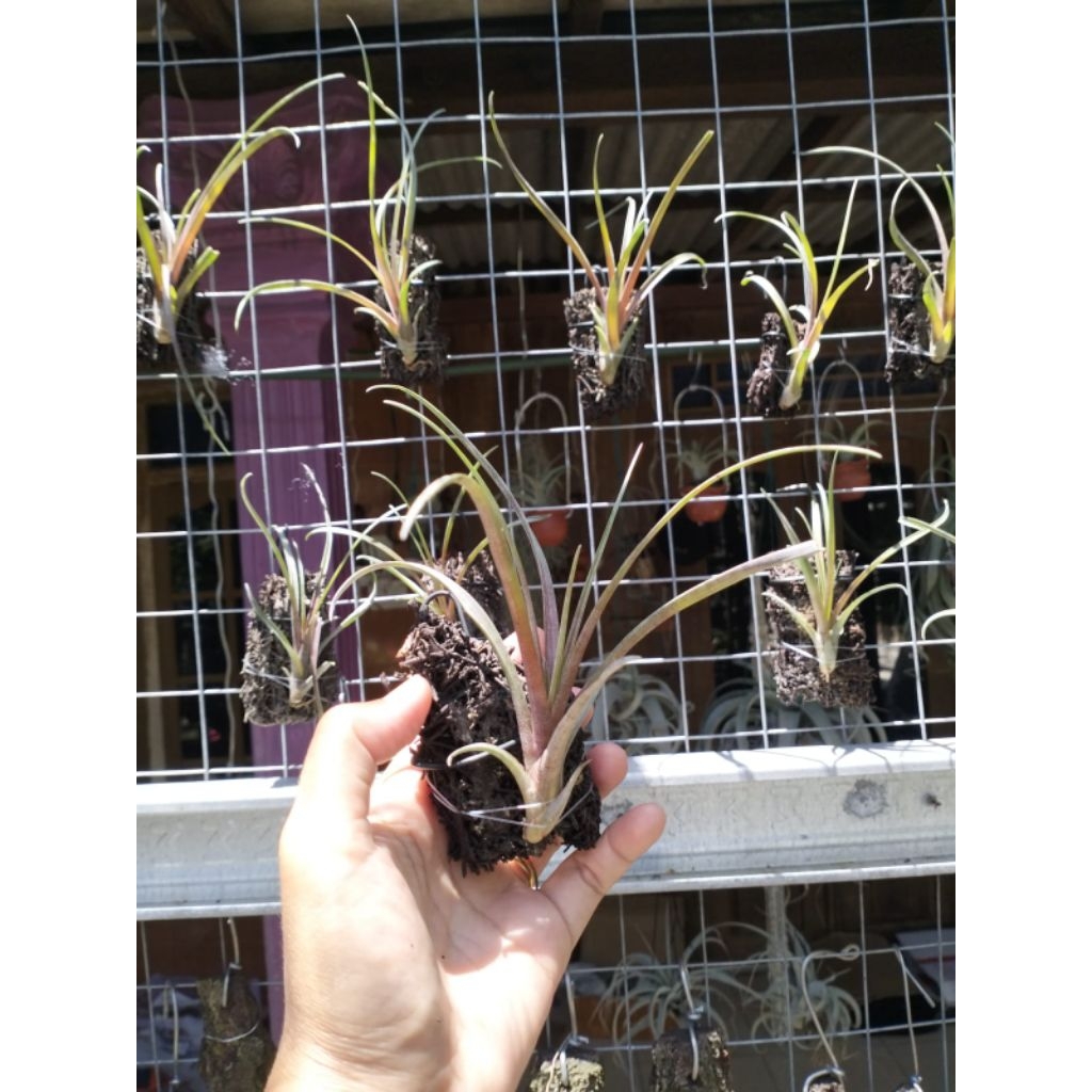 tilandsia domigensis