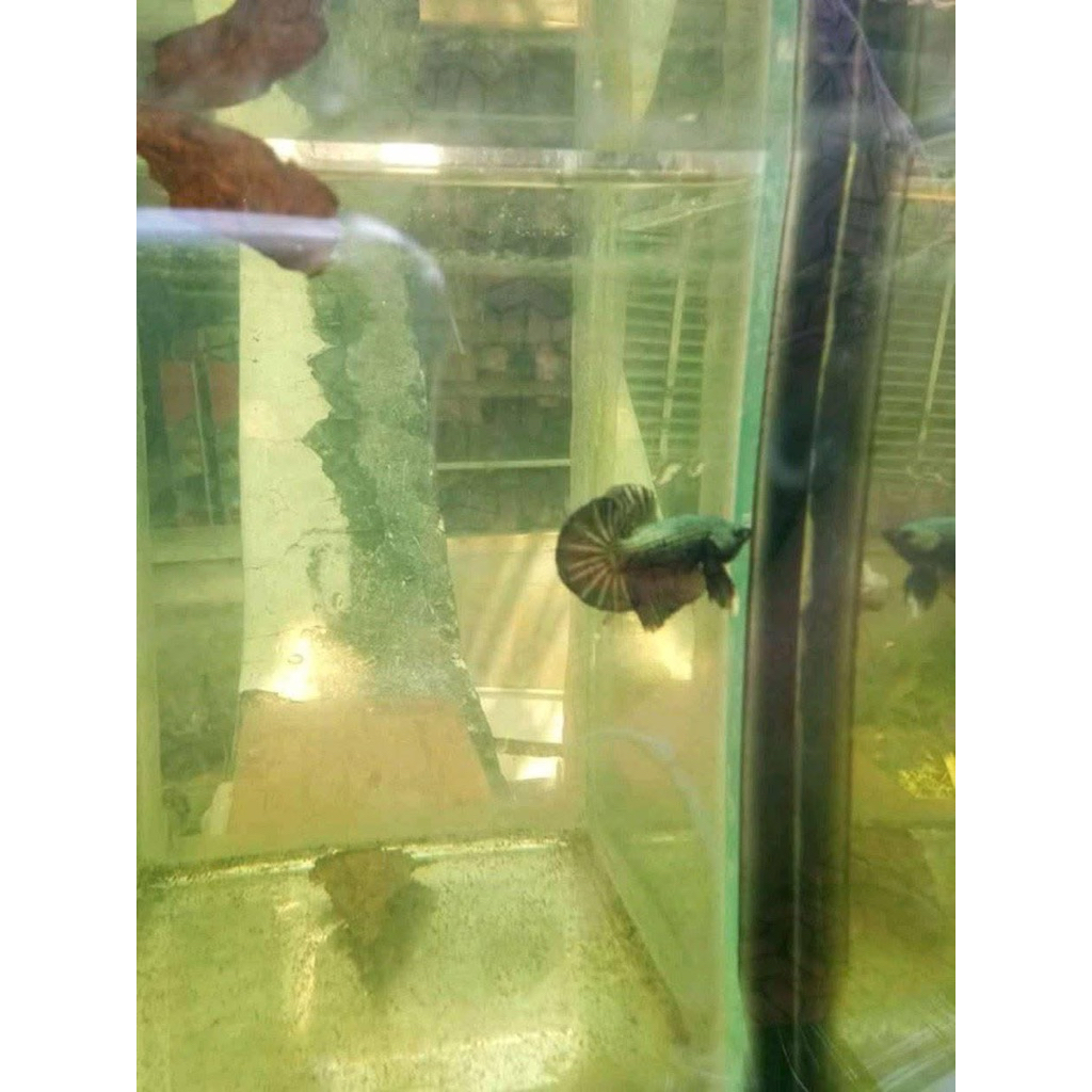 bahan hmpk sortiran size baby