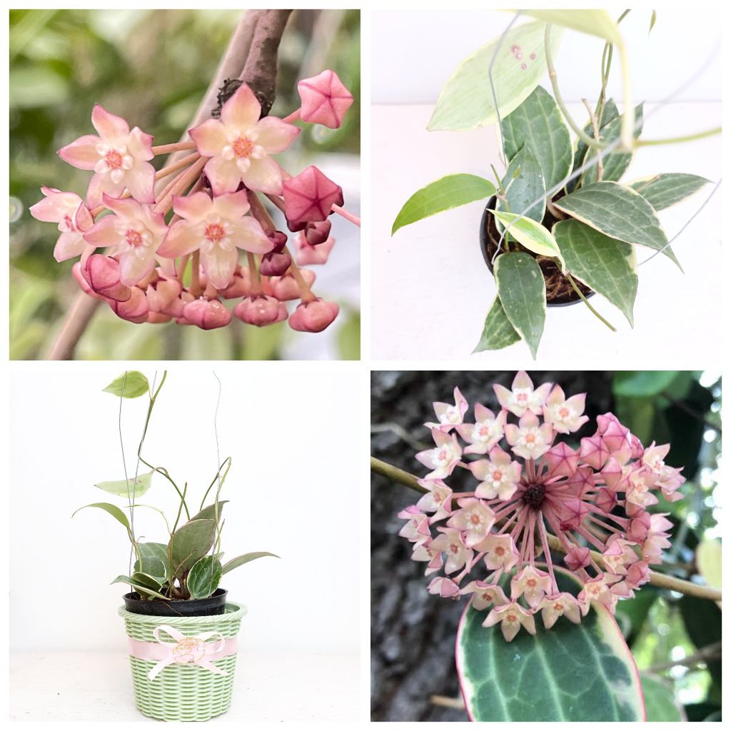 Tanaman cantik berbunga indah Hoya Macrophylla Albomarginata