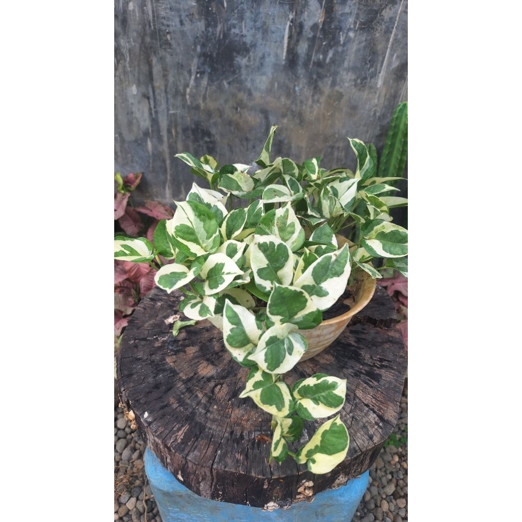 Tanaman Hias Sirih Gading Enjoy / Sirih Gading coin