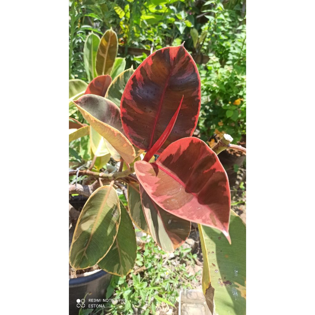 Ficus Elastica Variegata Red Ruby