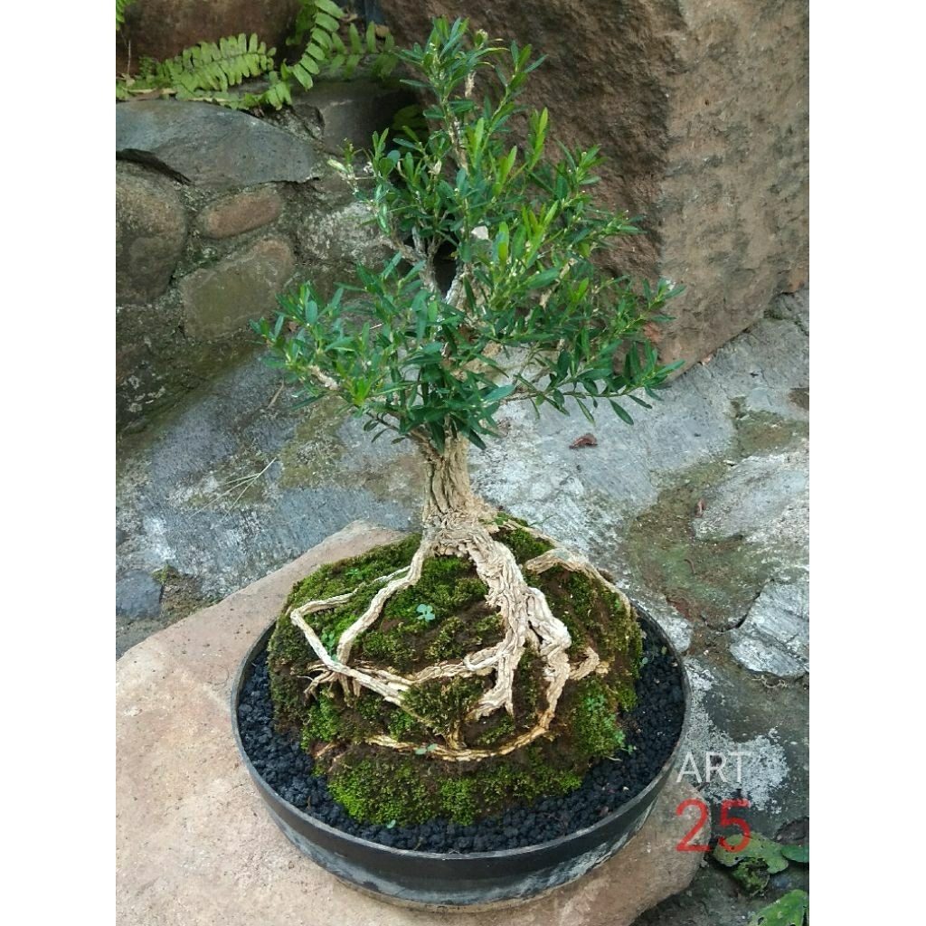 Buxus Herlandii Bonsai Boxus Boksus Sesuai Foto