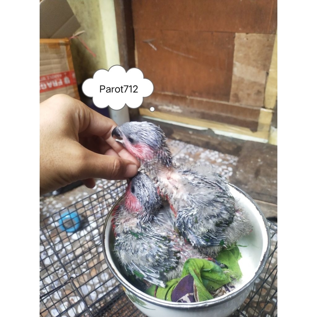 Lolohan anakan burung Nuri kepalahitam