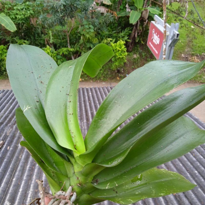 new bibit bunga anggrek bulan bunga putih dewasa jumbo