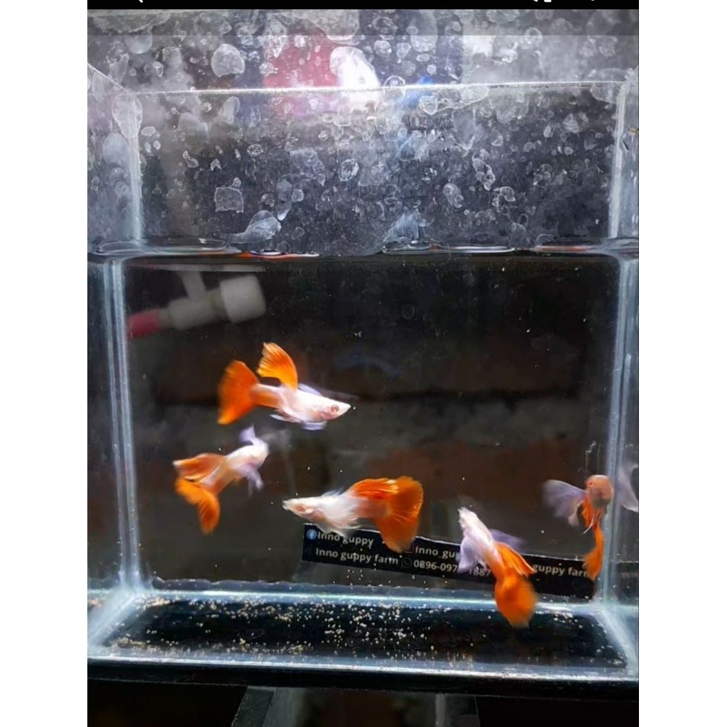 Accessories aquarium albino prtde grade B 1pasang