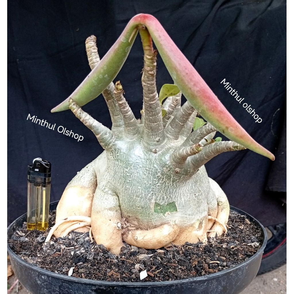 Adenium arabicum karakter hybrid size jumbo real pict