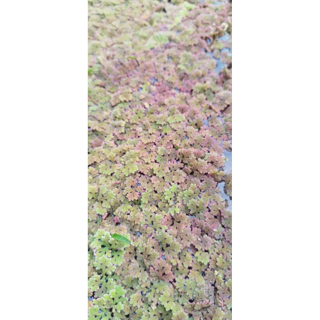 Azola tanaman apung aquarium