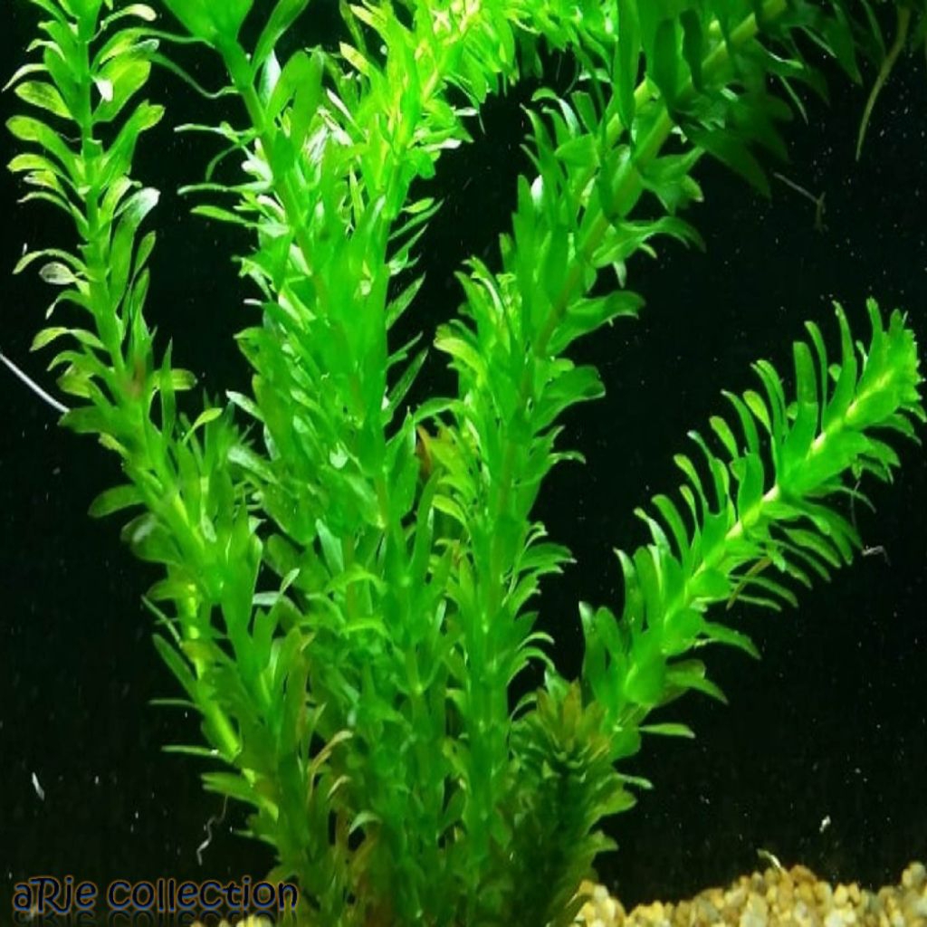 Tanaman Air Hydrilla Ganggang air