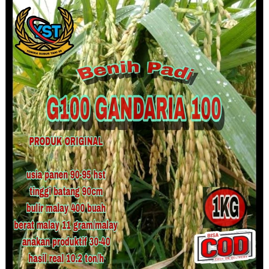 (1 KG) BENIH PADI G100 (GANDARIA 100) SUPER UNGGUL