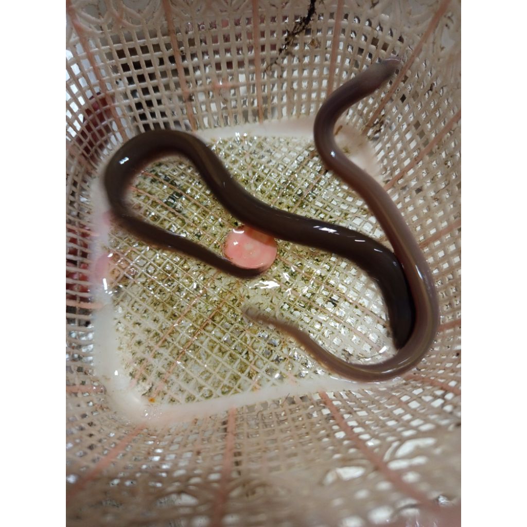 Ikan Sidat Ukuran 25-50gr Jenis Polos/bicolor Bergaransi