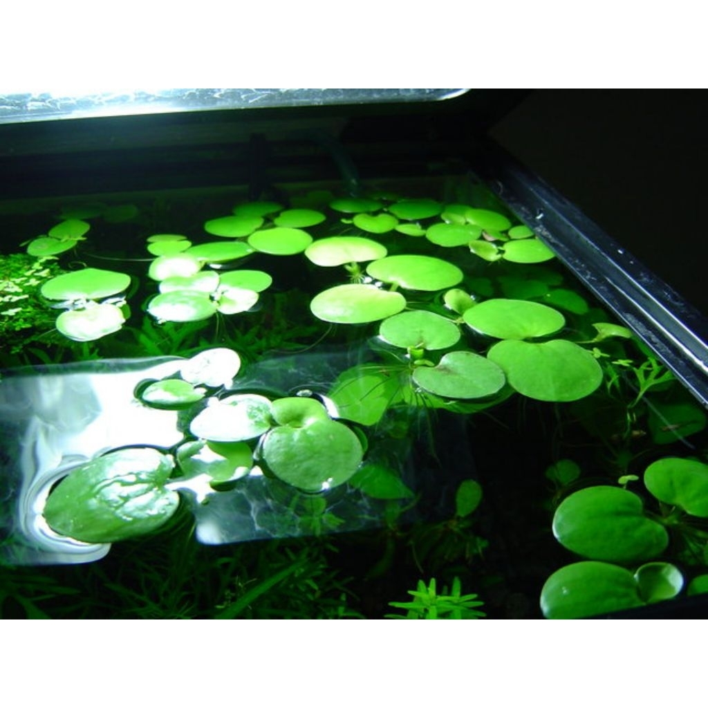 AMAZON  FROGBIt | tanaman hias aquarium | tanaman apung