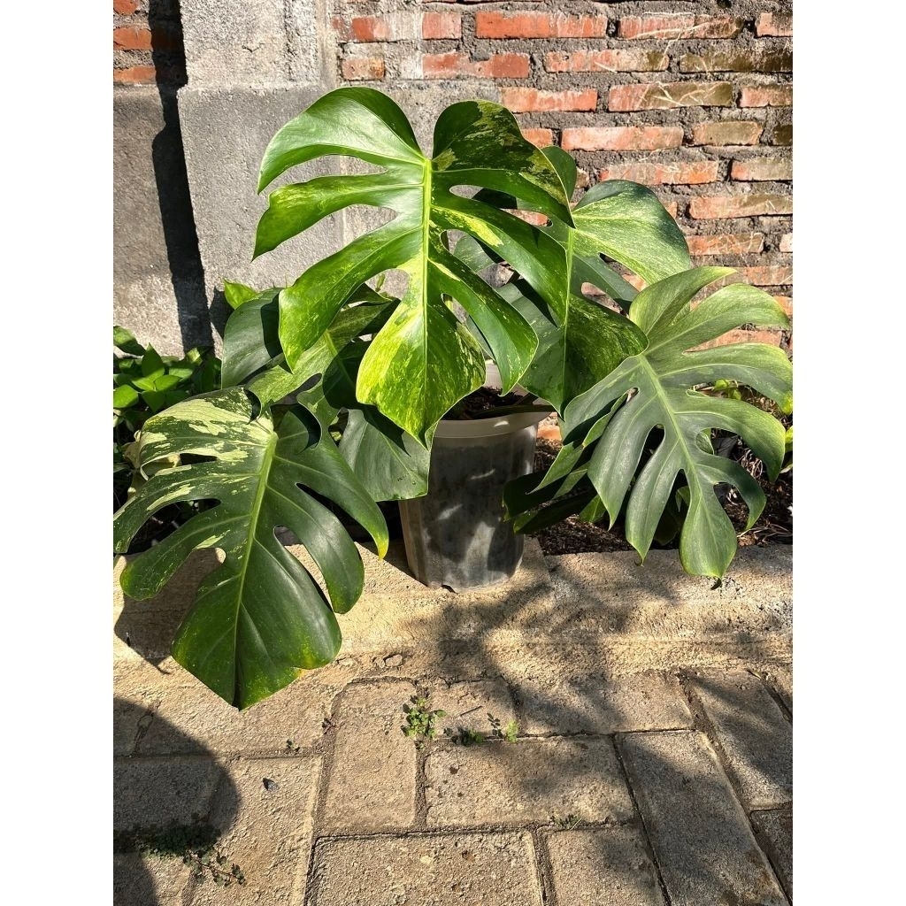 monstera mint/ junggle mint ekonomis