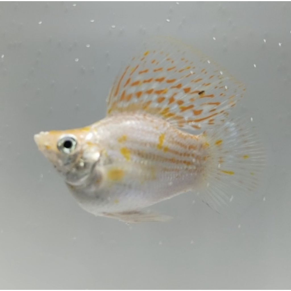 MOLLY BALON MERPATI ROUNDTAIL