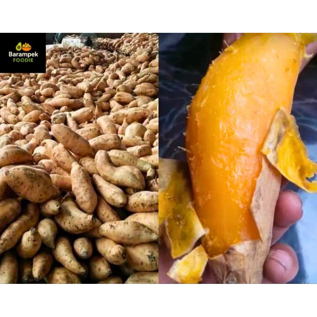 Ubi Madu Cilembu Asli Khas Sumedang Bandung — Manis Legit Lembut, Siap Kirim Grosir & Eceran Kiloan