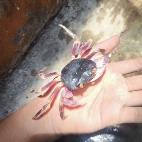 kepiting grayi / kepiting air tawar / grayii / geograpsus grayi / kepiting hias / kepiting besar / y