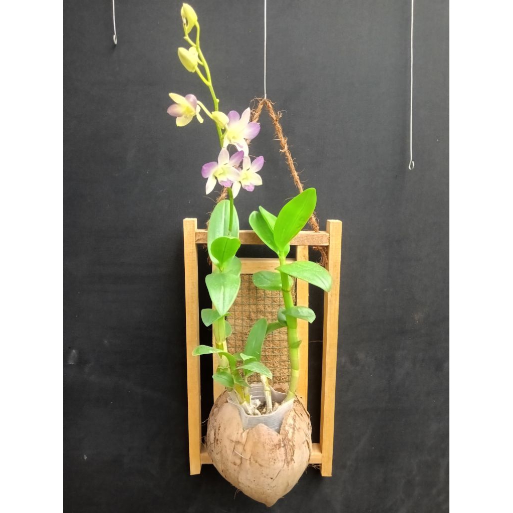 Pot Tempel Sabut Kelapa