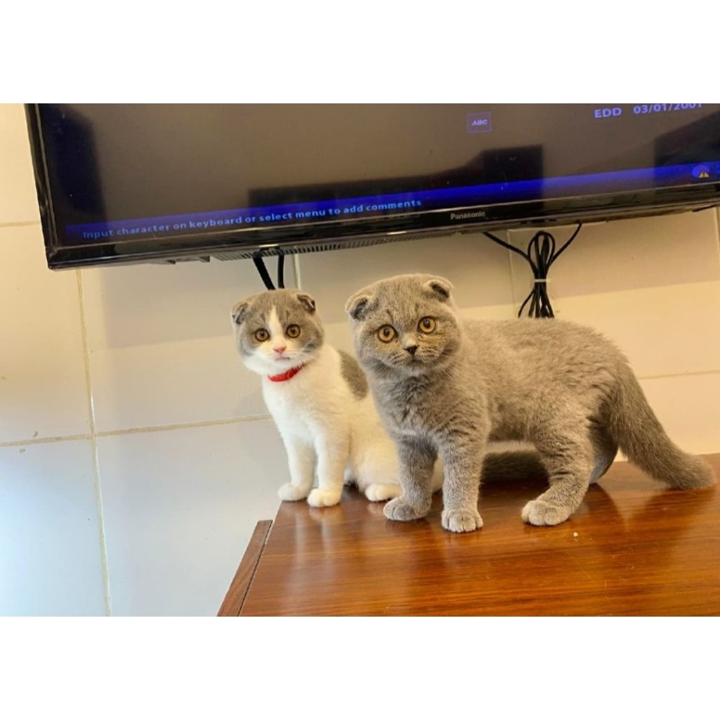 Scootish fold jantan