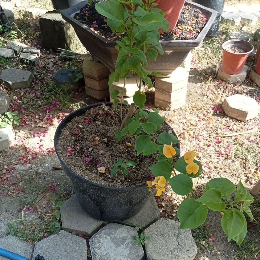 Bougenville golden sunshine