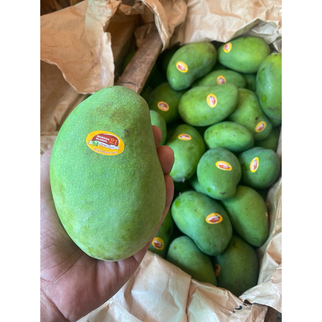 mangga Alpukat bangil no 1