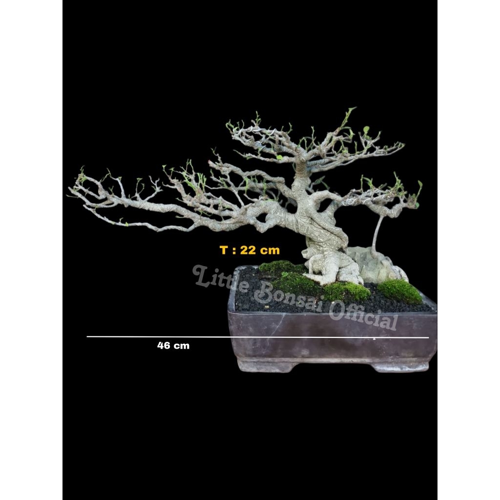 Bonsai Kimeng / Ficus Kimeng OTR