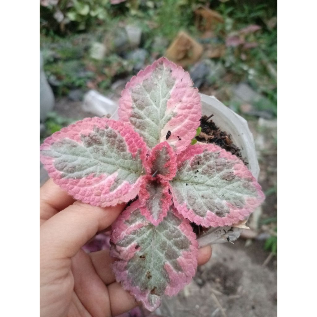 episcia Cleopatra