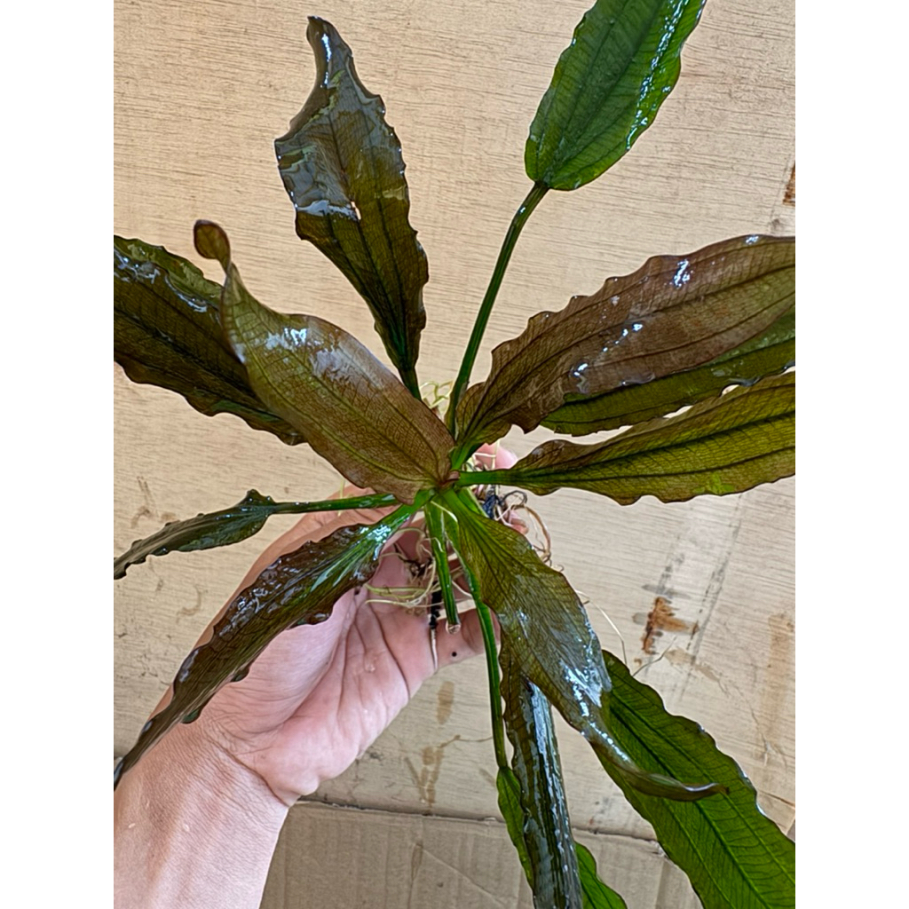 Echinodorus Red Flame, Media Wabikusa