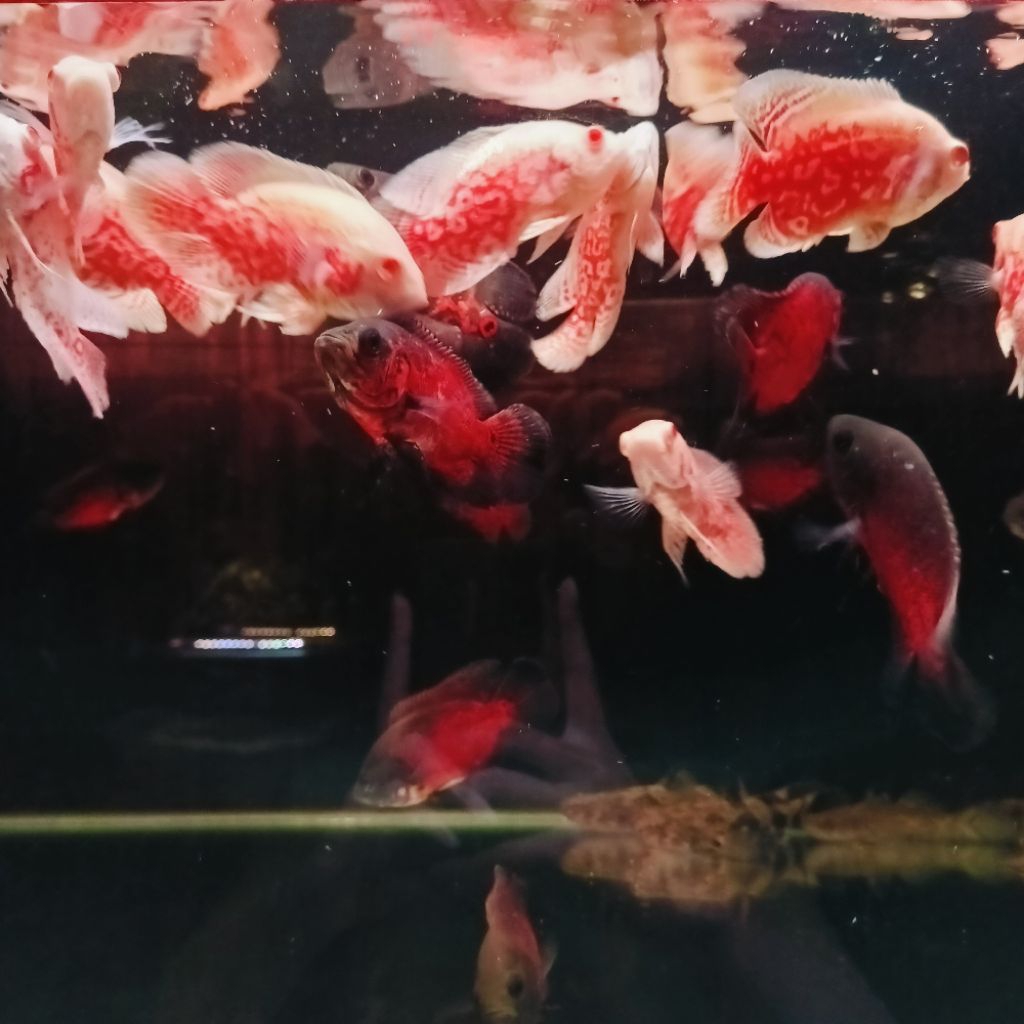 OSCAR BATIK DAN NEMO 10-11 CM