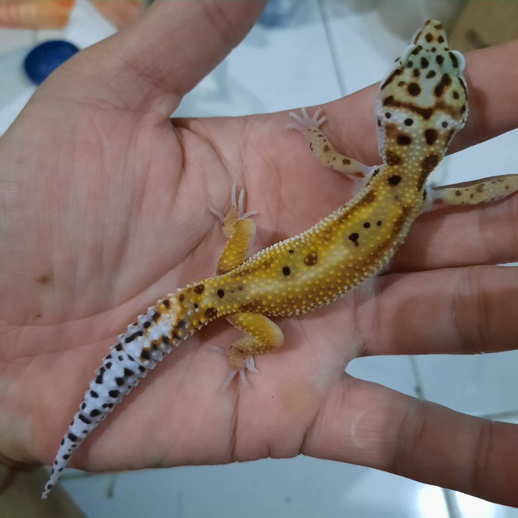 Mainan Anak Asli gecko leopard Emerine red dtripe