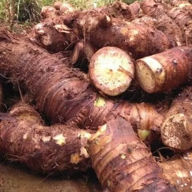 1kgTalas beneng murah fresh bersih