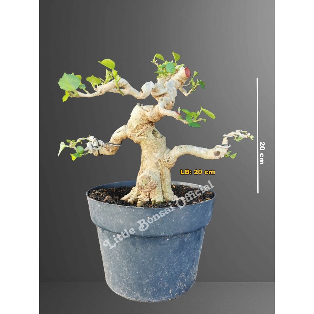 Bonsai Waru India Mame / Bahan Waru