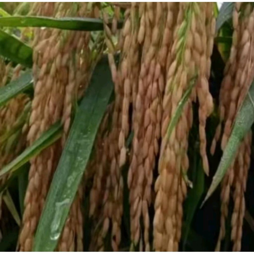 BENIH PADI IR MUTIARA SUPER