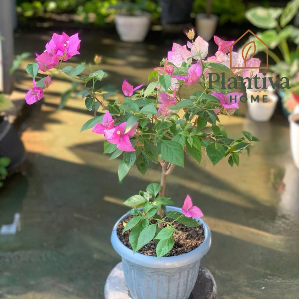 PROMO Bunga Bougenville Kembang Kertas Ungu-BIBIT