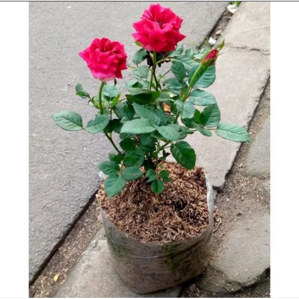Tanaman Hias Bunga Mawar Floribunda Bunga Merah Asli Berbunga Varian Warna - Bunga Mawar putih - Bun