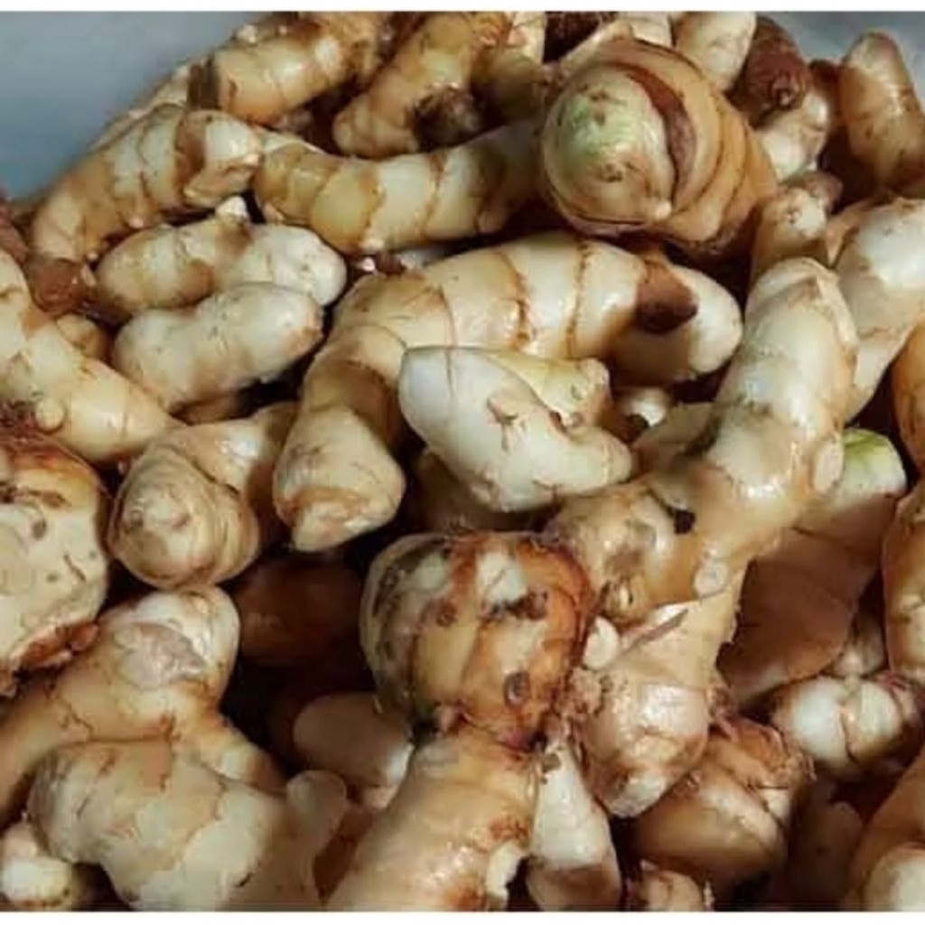 kunyit putih segar 1kg obat herbal alami 1000g obat tradisional bersih TERMURAH