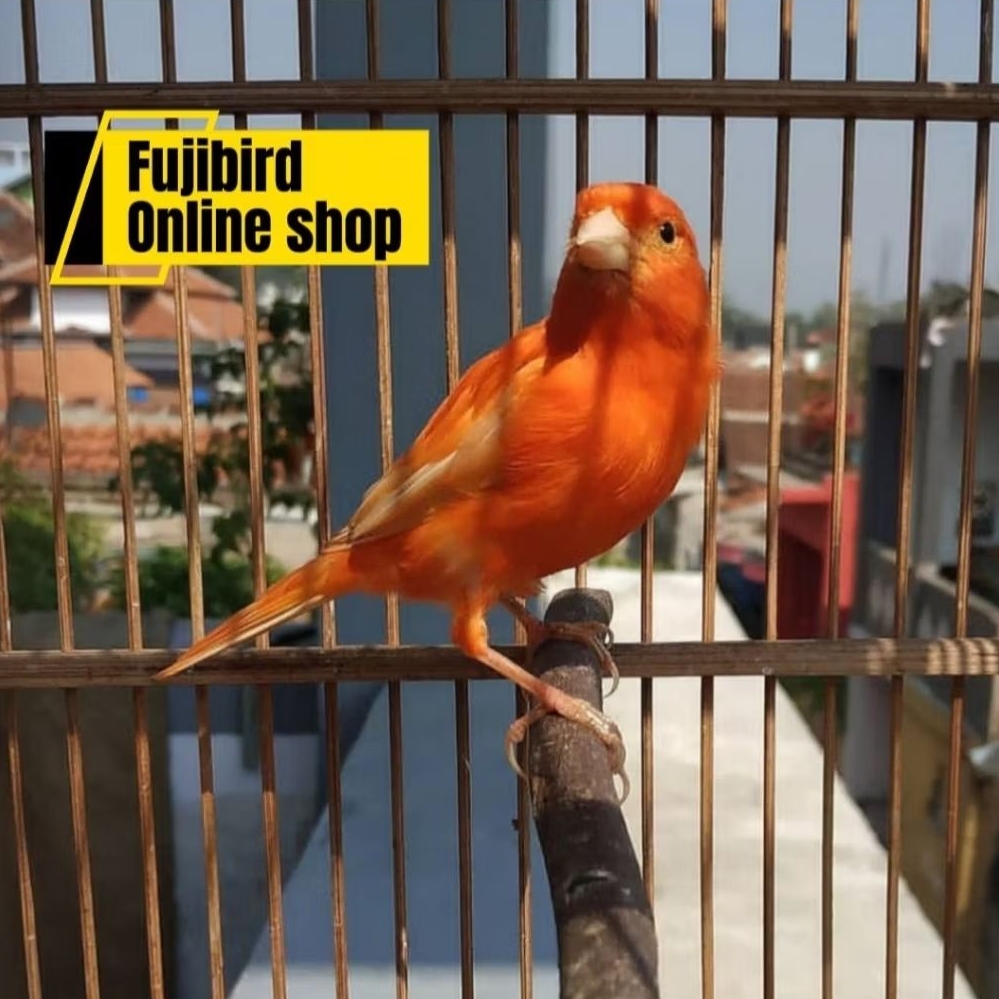 BURUNG KENARI MERLOK GACORAN PILIHAN SUPER