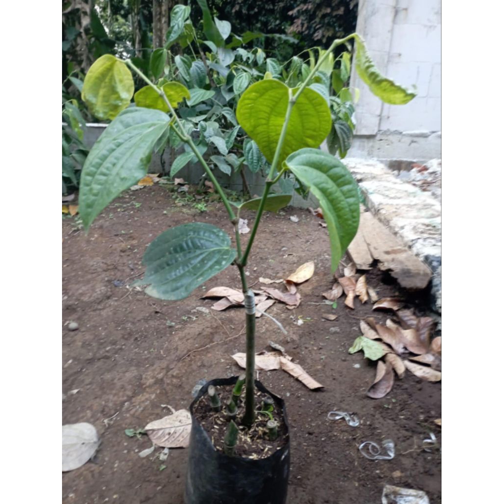 bibit Mrica india perdu sambung melada