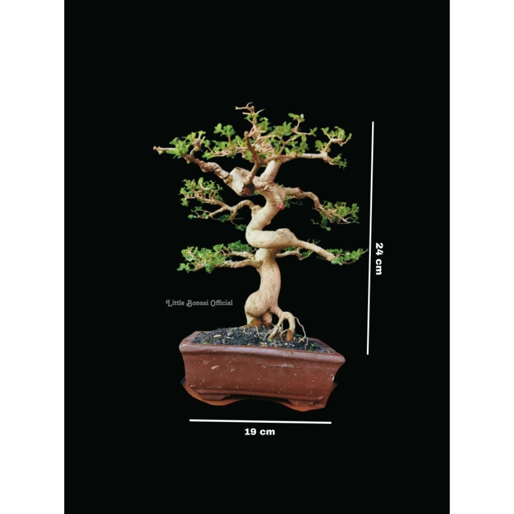Bonsai Sancang Small / Sancang Liuk