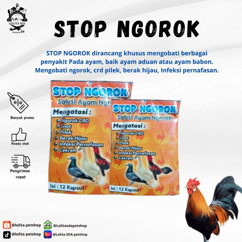 Stop ngorok solusi ayam ngorok