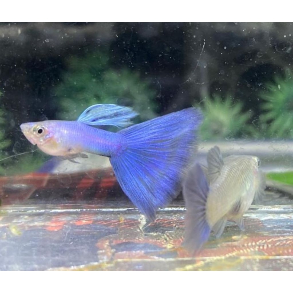 singa blue tail induk greade A