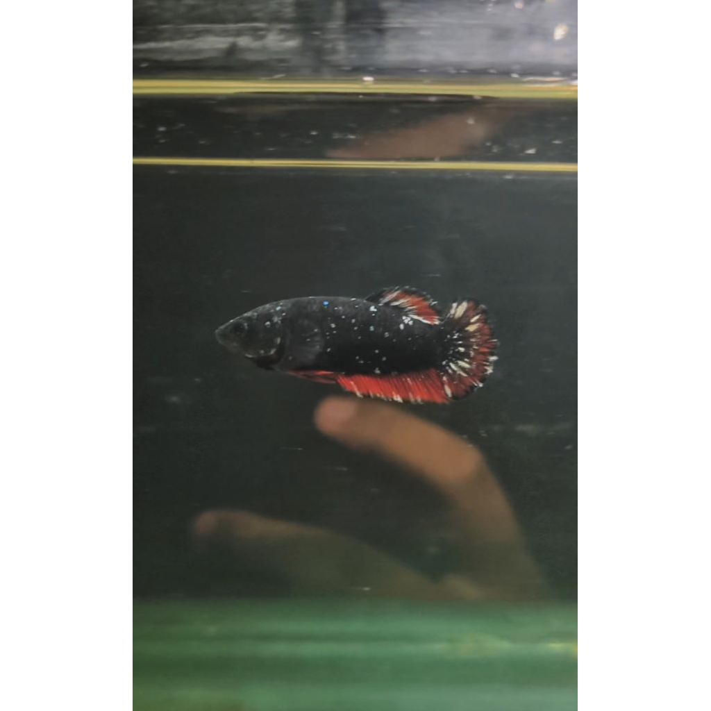 Cupang Avatar Cooper (Female)