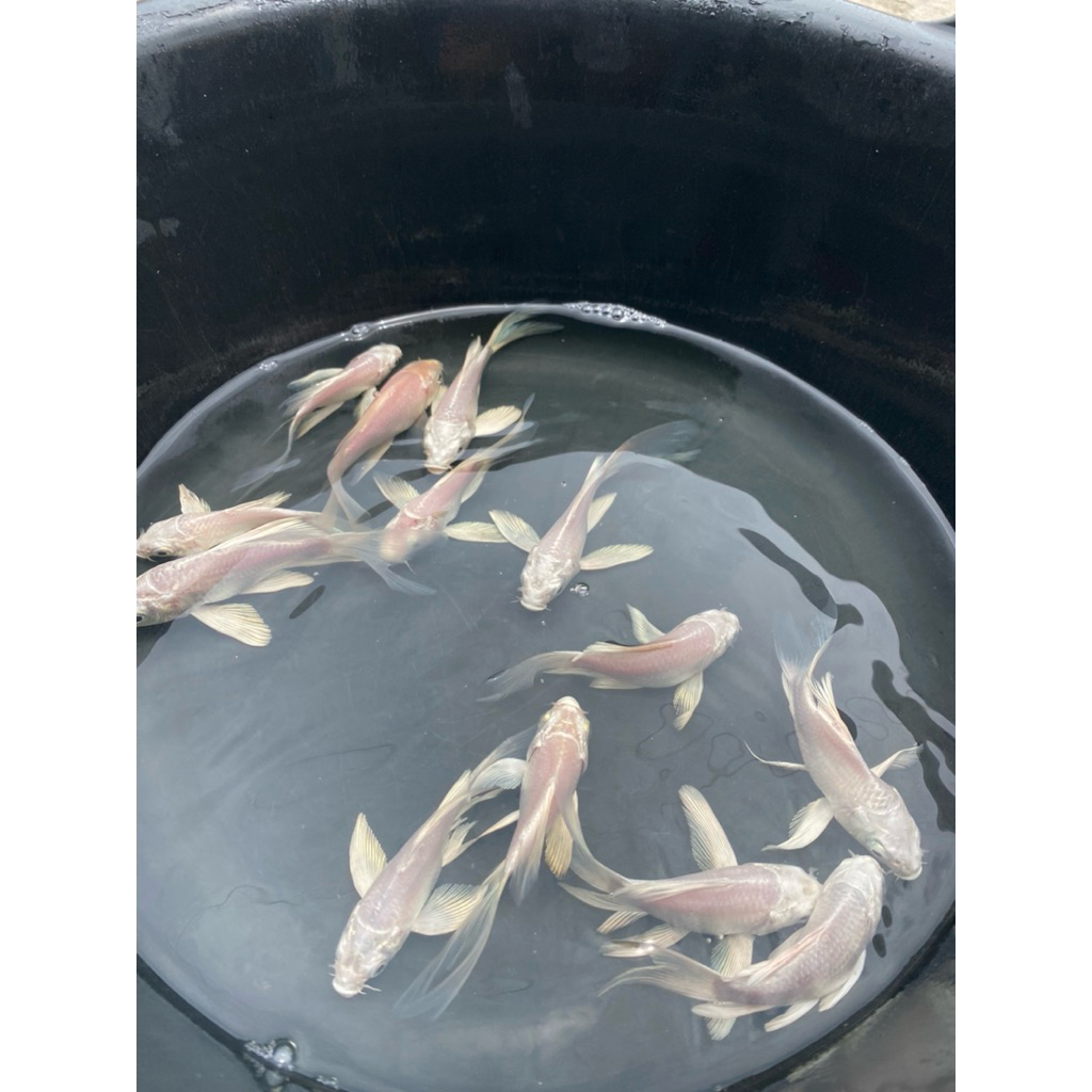 KOI HUDIELONG BUTTERFLY (KHUSUS INSTAN)