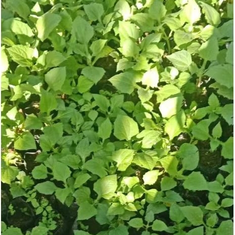 Bibit ubi Yakon Wonosobo