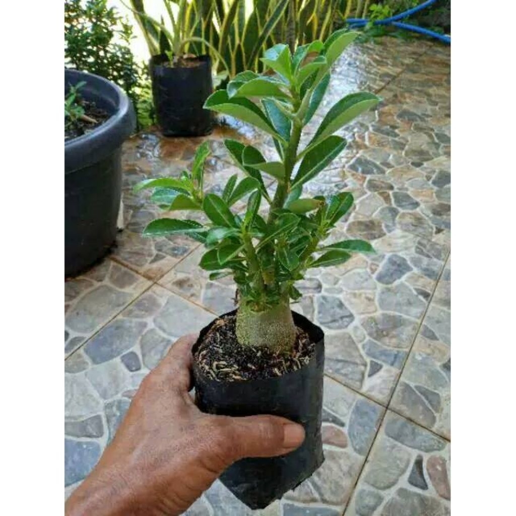 Tanaman Hias Bunga Adenium Socotranum bibit