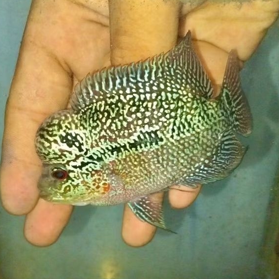 LUKISAN LOUHAN KAMFA F3 GEN GB