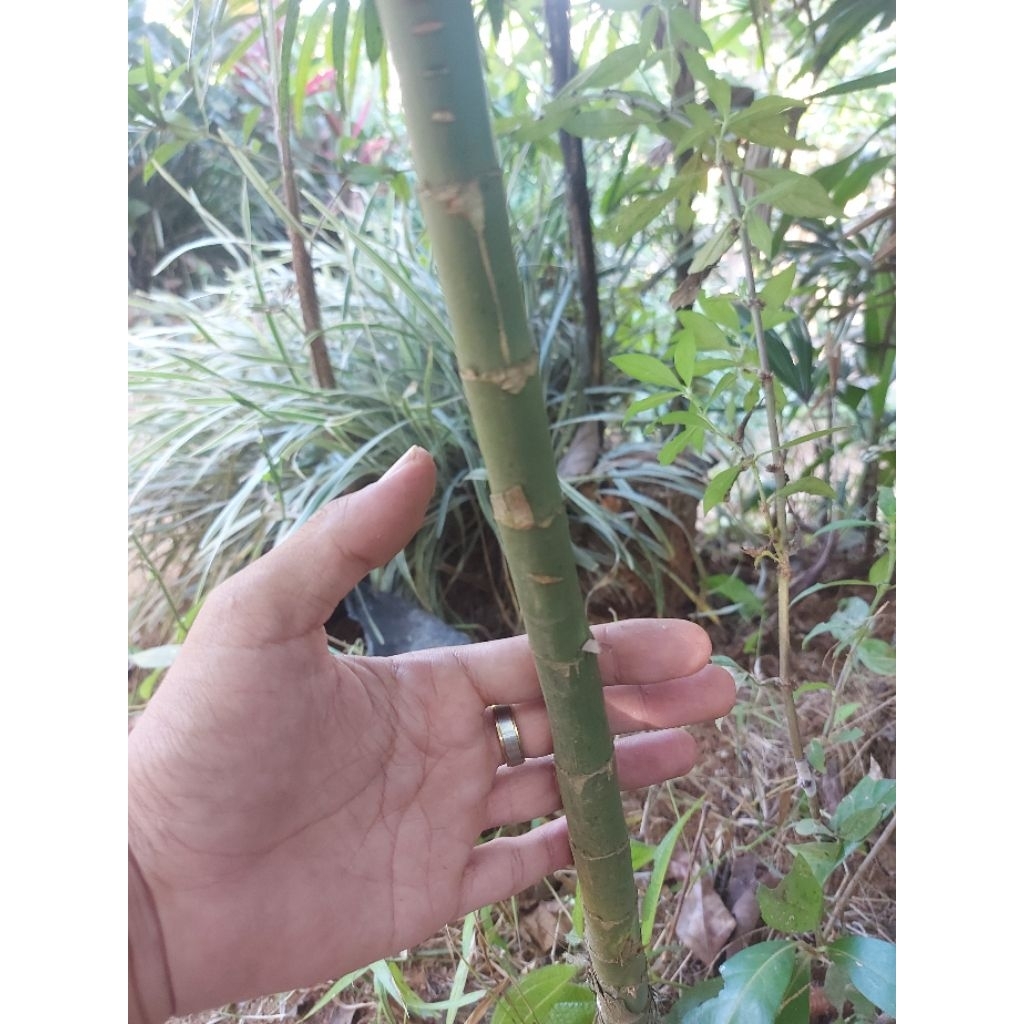 Batang Pohon WAREGU bahan Joran Pancing 150cm