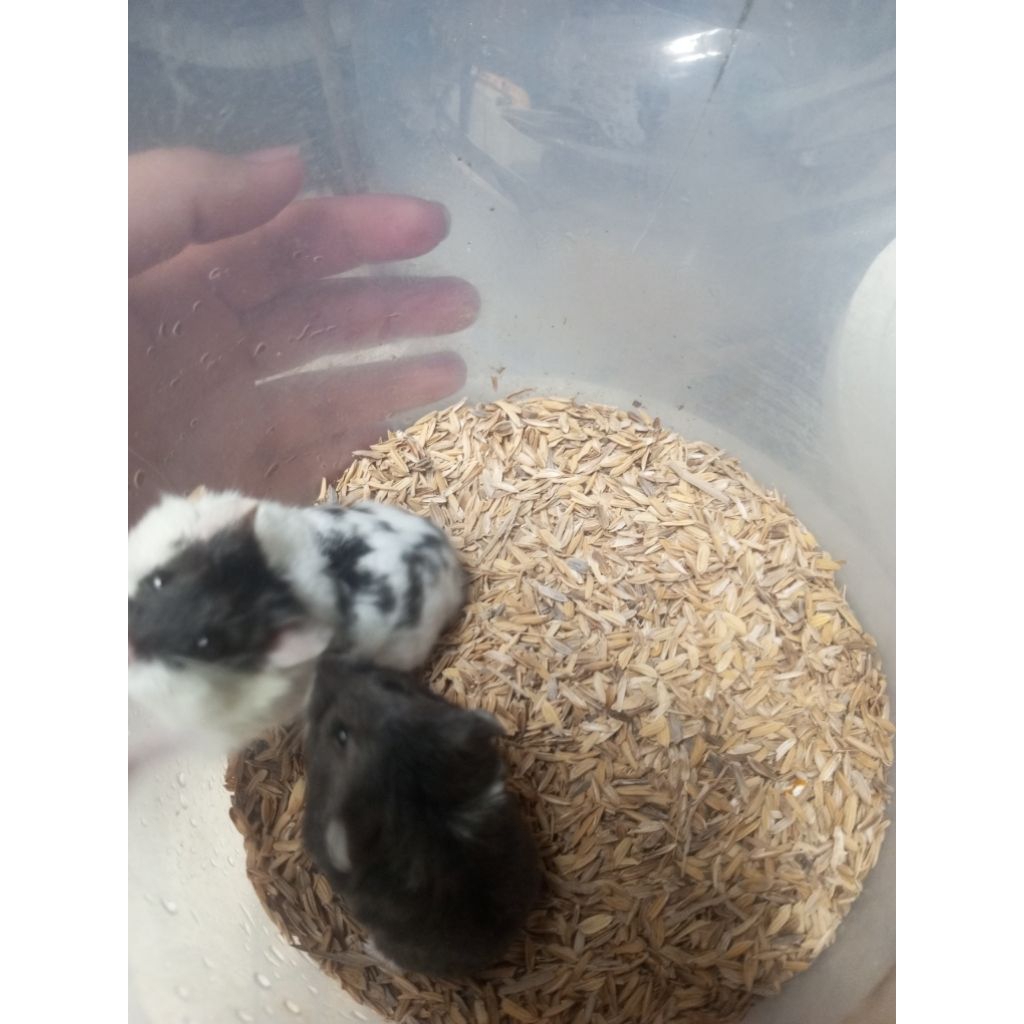hamster campbell sepasang indukan