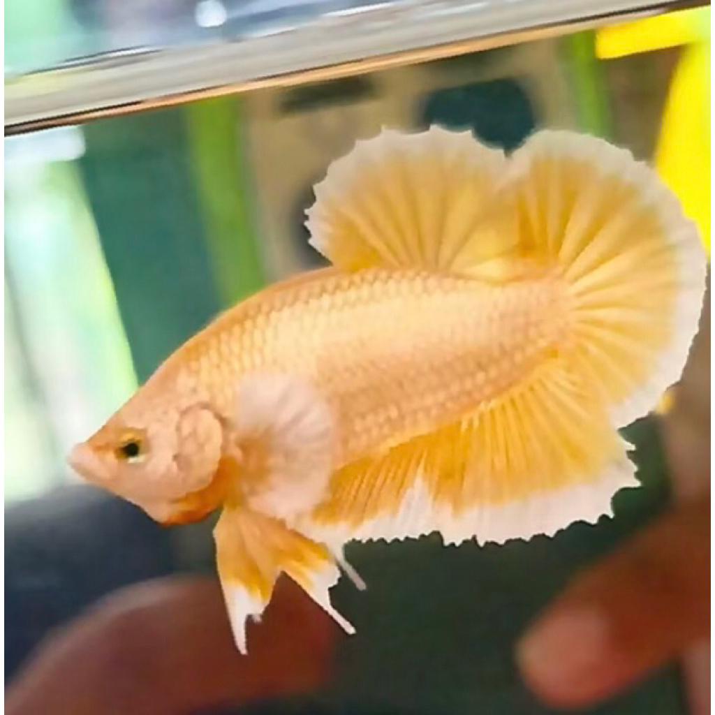 Dumbo Ear soft Gold