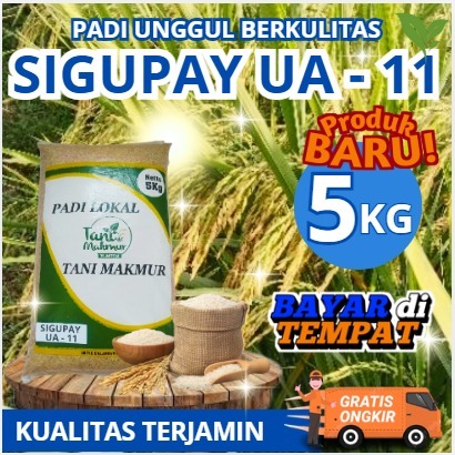 Benih Padi Unggul UA 11 Sigupai / UA11 Sigupai Lokal Aceh